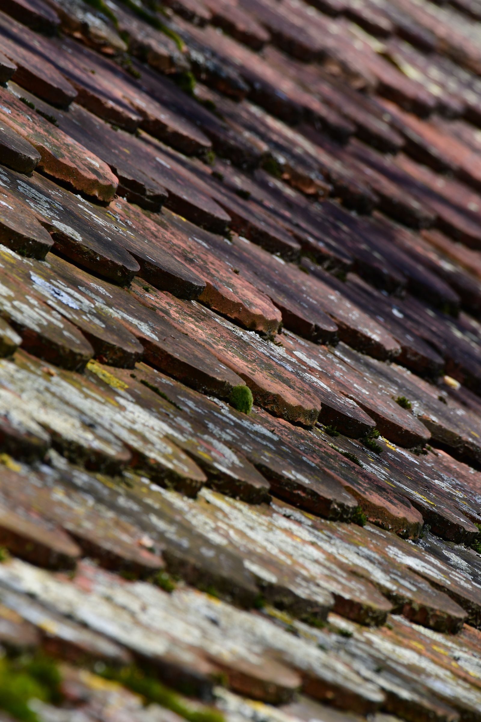 Aged clay tiles with early moss and lichen spotting