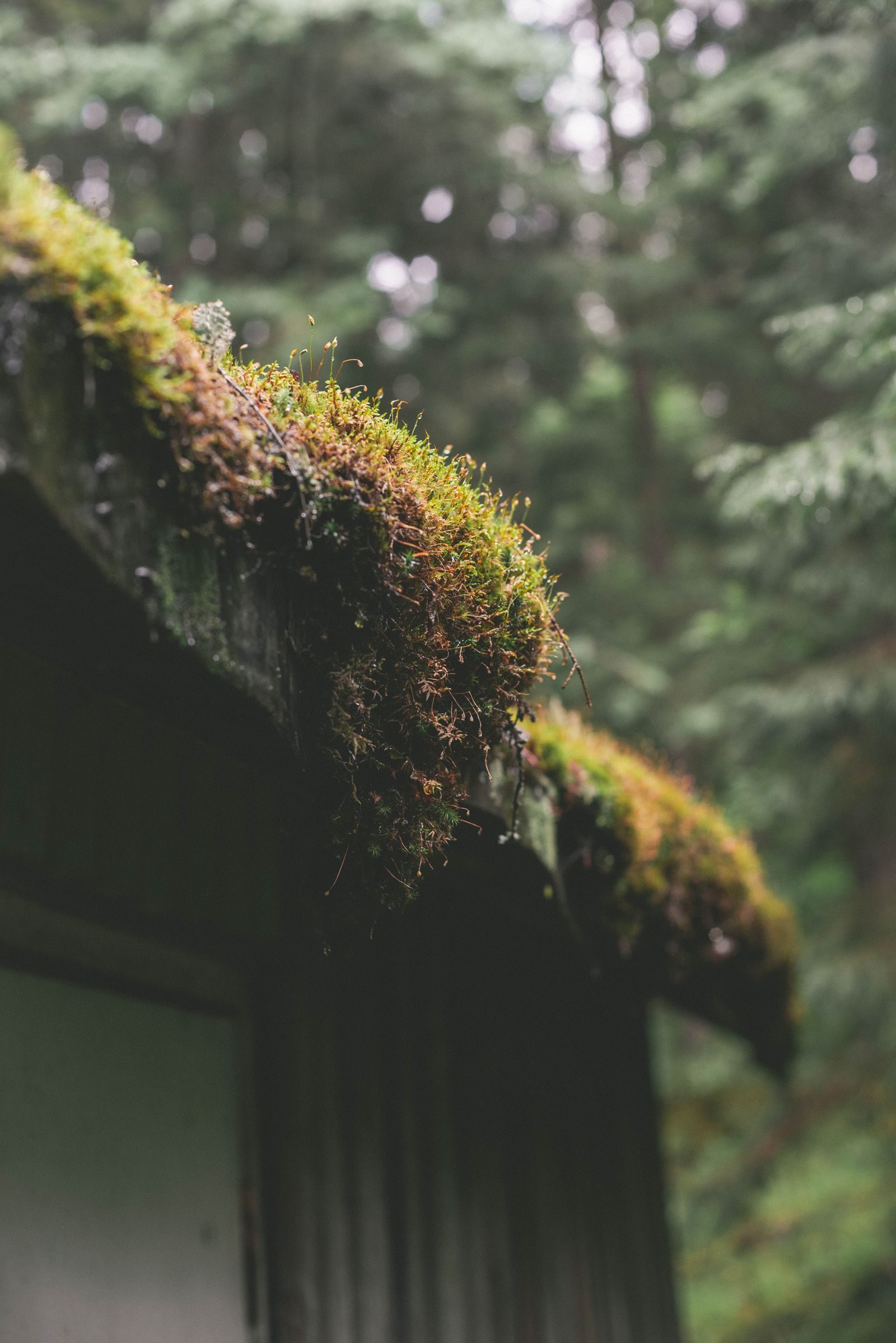 Moss and debris filling a roof gutter