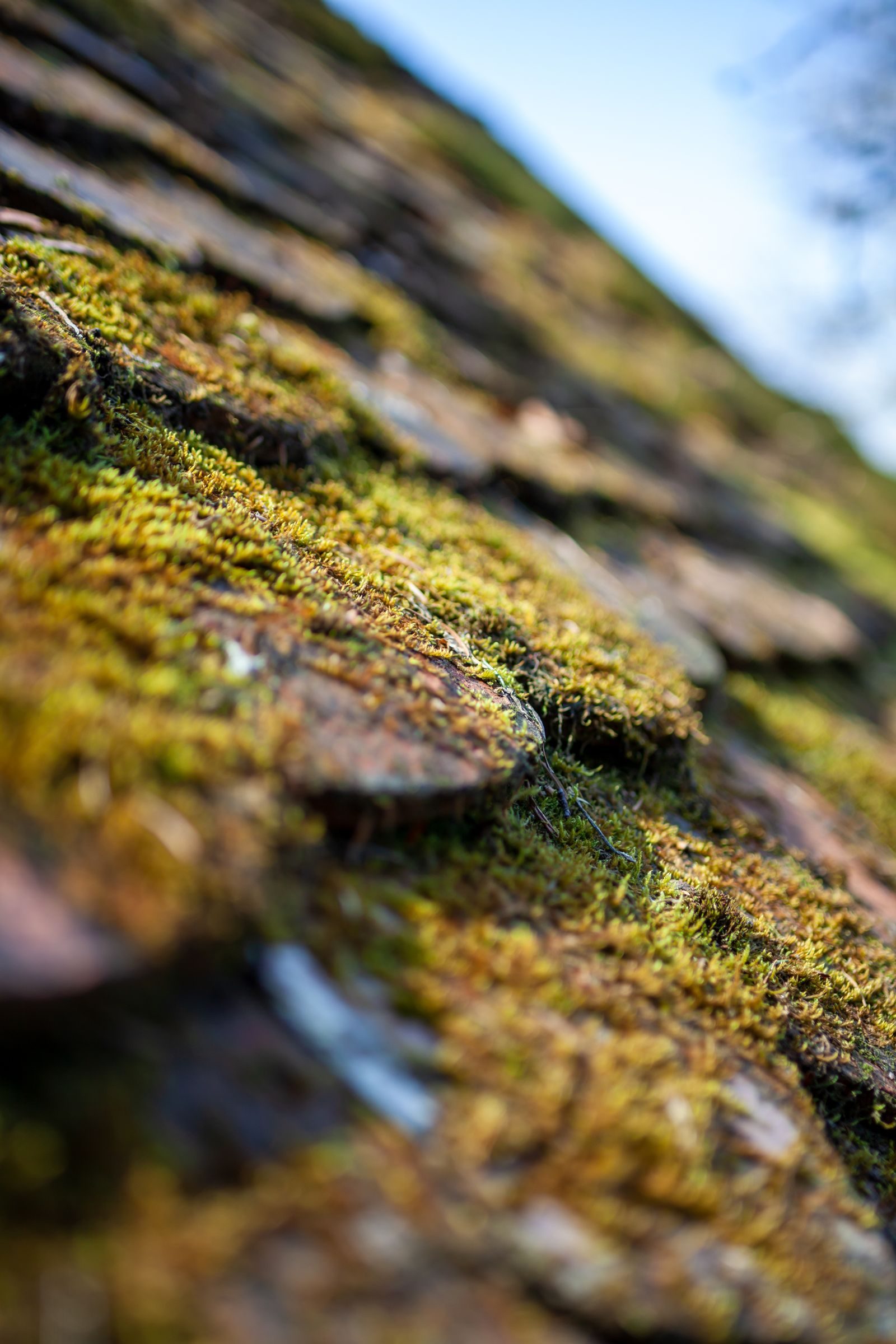 Close-up of moss established on roof tiles