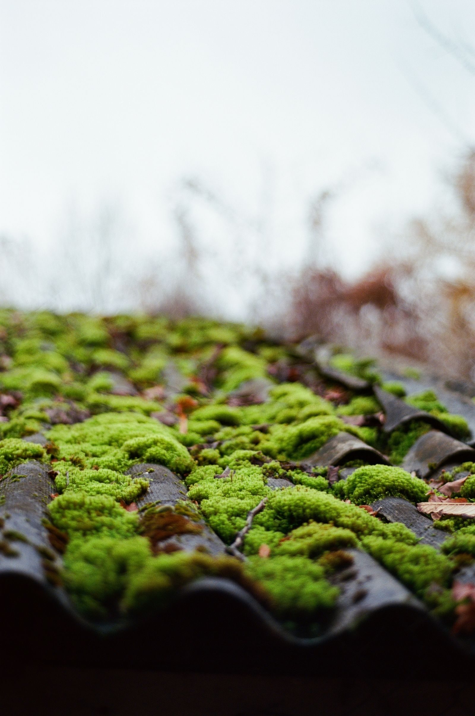 Heavy moss growth on a pantile roof needing treatment
